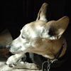 DJ, our dog